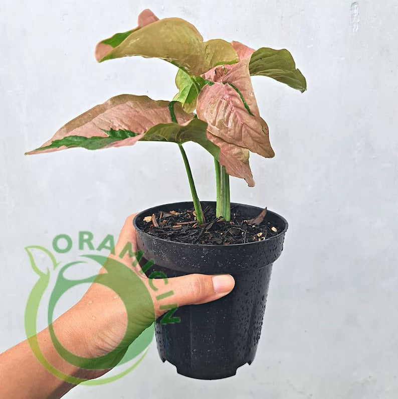 Syngonium Pink Beauty Pink Lava Variegated Tropical Plants ORAMICIN