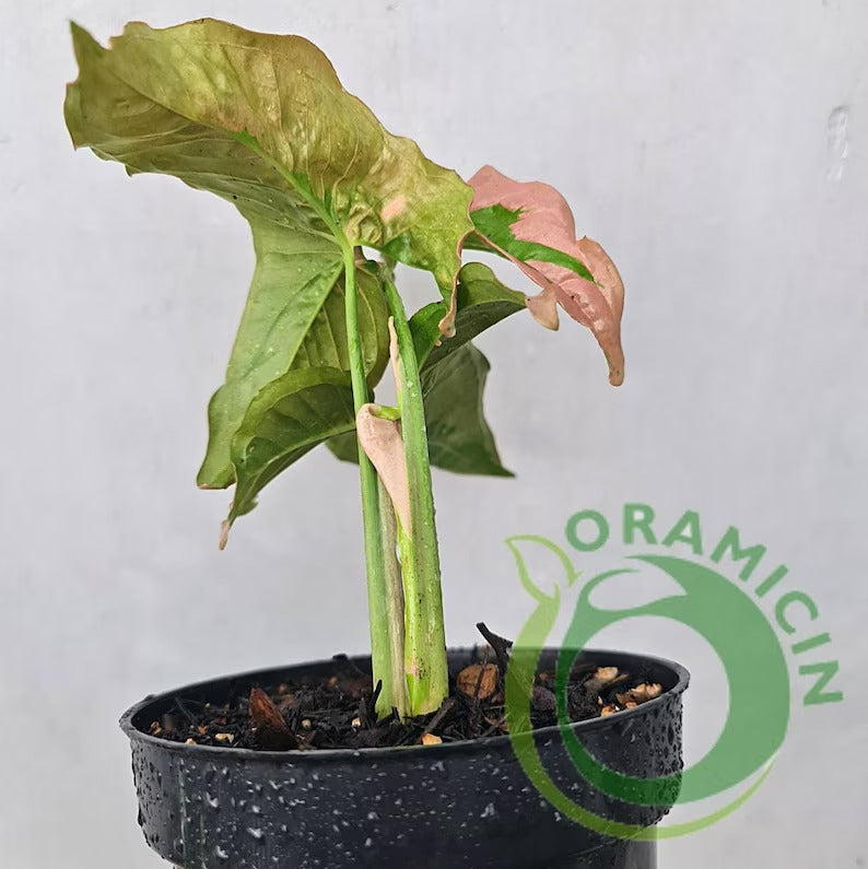 Syngonium Pink Beauty Pink Lava Variegated Tropical Plants ORAMICIN