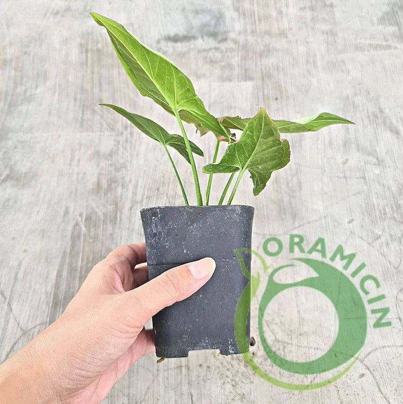 Syngonium Strawberry Milk Variegated Tropical Plants ORAMICIN
