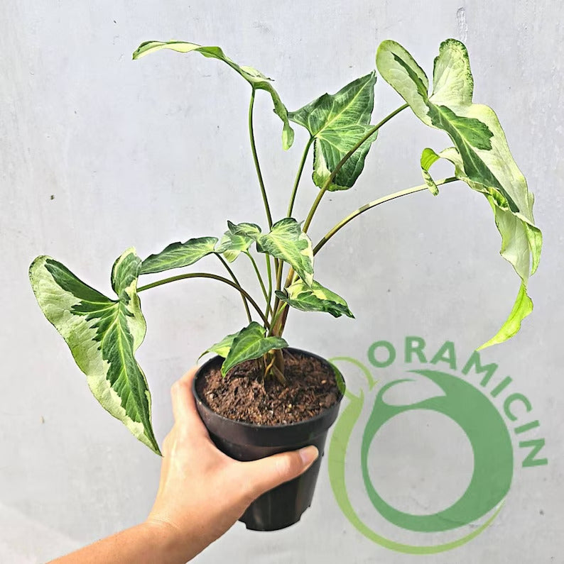 Syngonium Three King Variegated Tropical Plants ORAMICIN