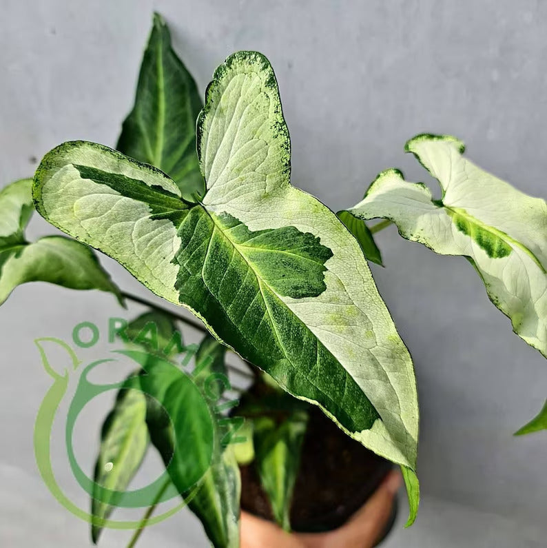 Syngonium Three King Variegated Tropical Plants ORAMICIN