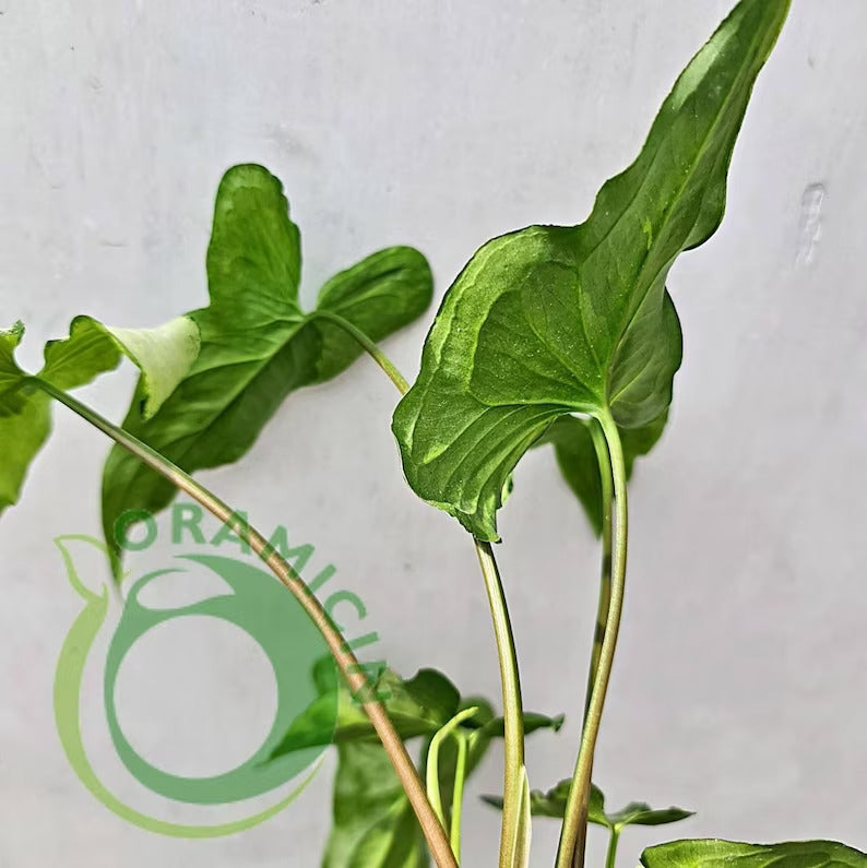 Syngonium Three King Variegated Tropical Plants ORAMICIN