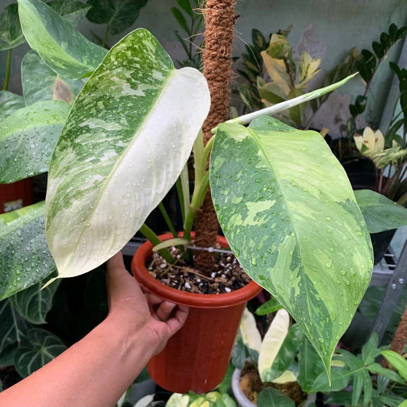 Philodendron Jose Buono Tropical Plants ORAMICIN