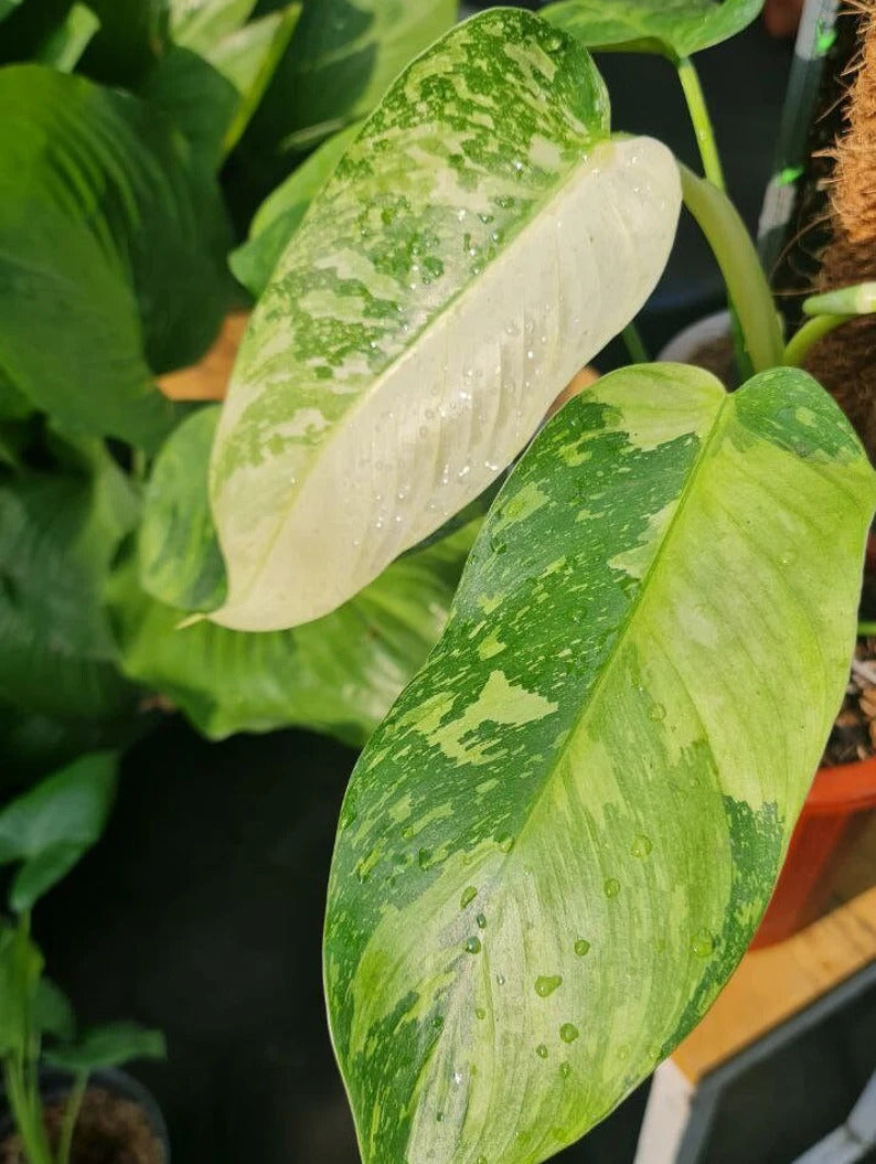 Philodendron Jose Buono Tropical Plants ORAMICIN