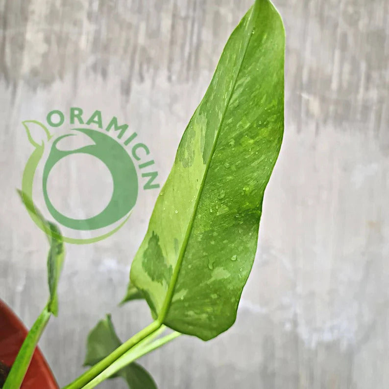 Philodendron Jose Buono Tropical Plants ORAMICIN