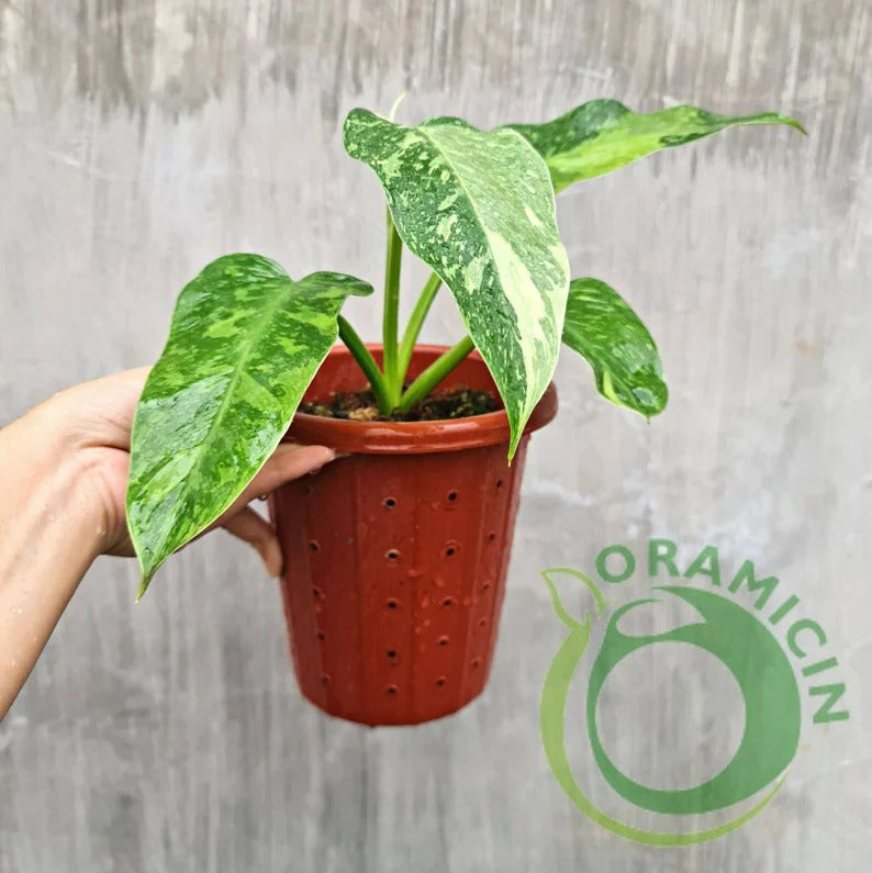 Philodendron Jose Buono Tropical Plants ORAMICIN
