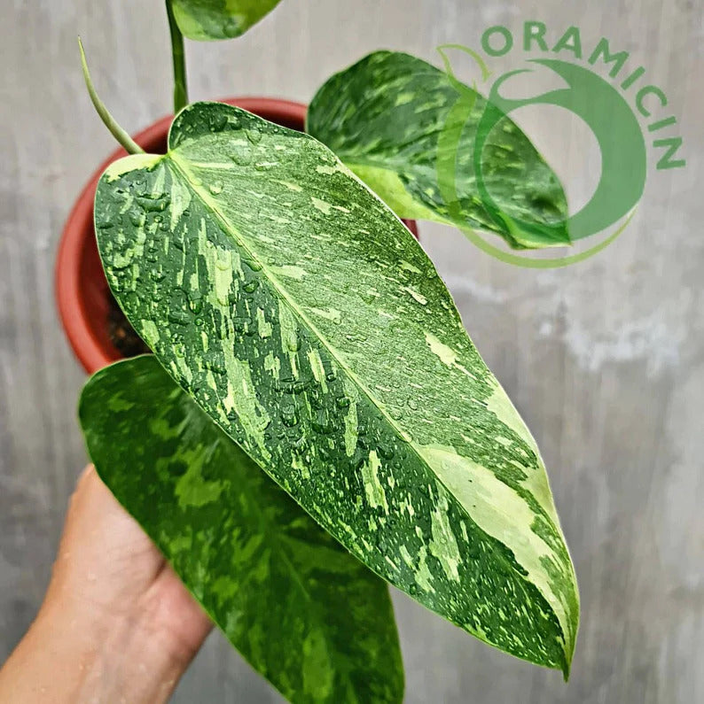 Philodendron Jose Buono Tropical Plants ORAMICIN