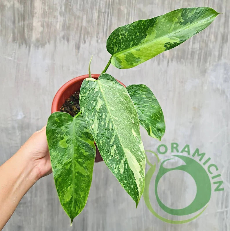 Philodendron Jose Buono Tropical Plants ORAMICIN