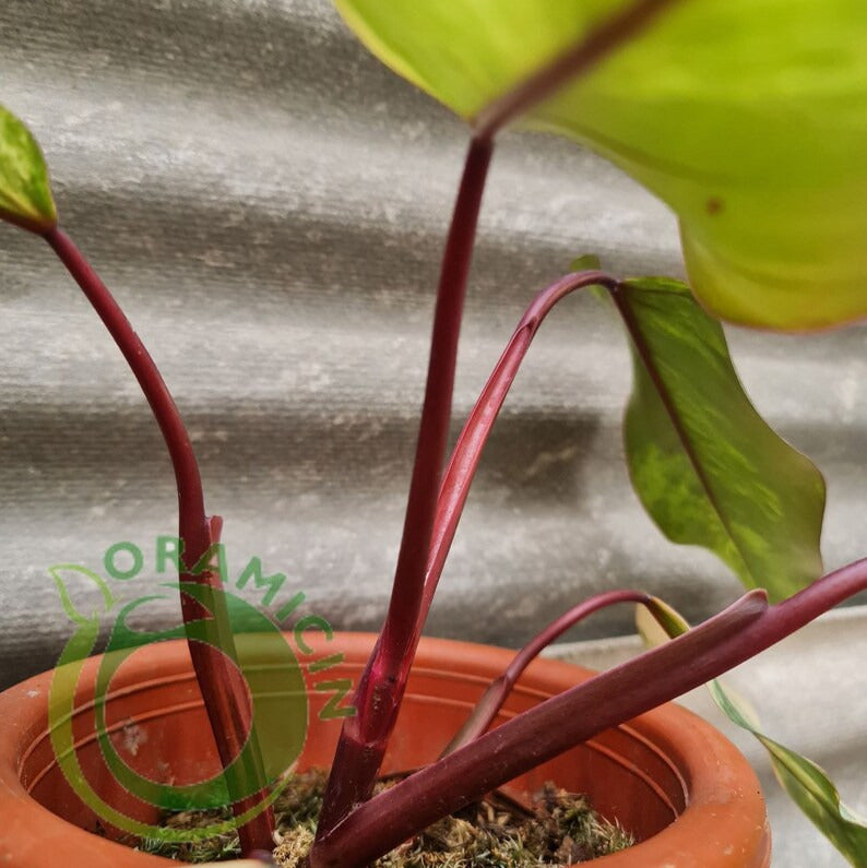Philodendron Strawberry Shake Variegated Tropical Plants ORAMICIN