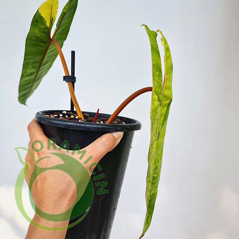 Philodendron Billietiae Variegated Tropical plants ORAMICIN