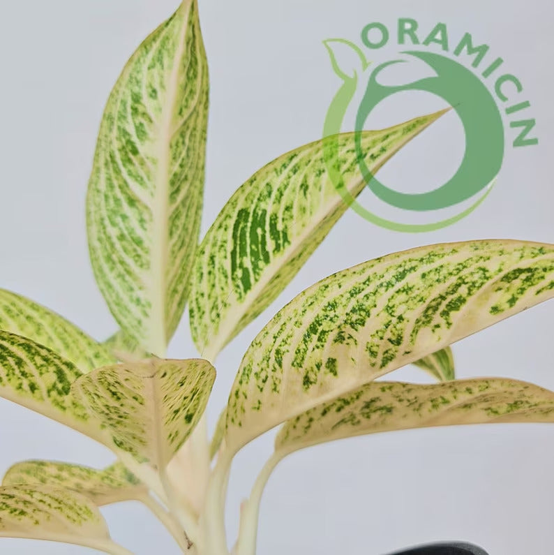 Aglaonema White Legacy Tropical Plants ORAMICIN