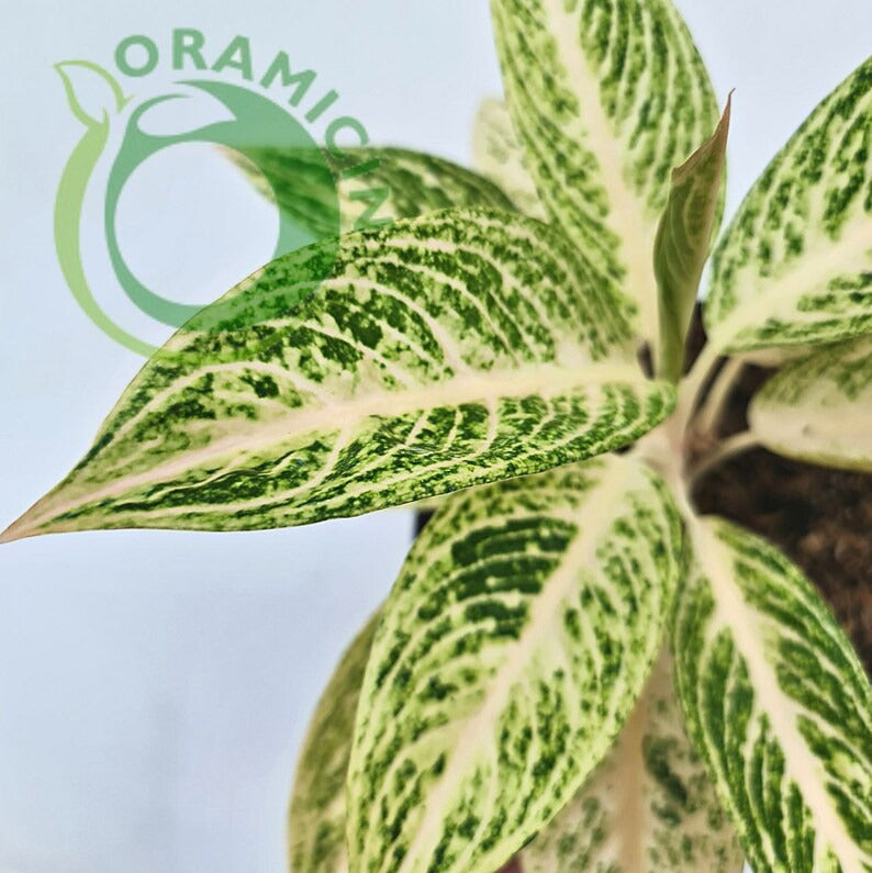 Aglaonema White Legacy Tropical Plants ORAMICIN