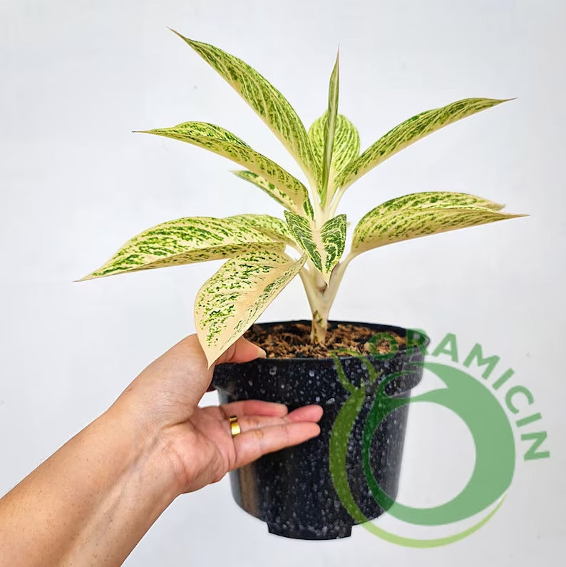 Aglaonema White Legacy Tropical Plants ORAMICIN