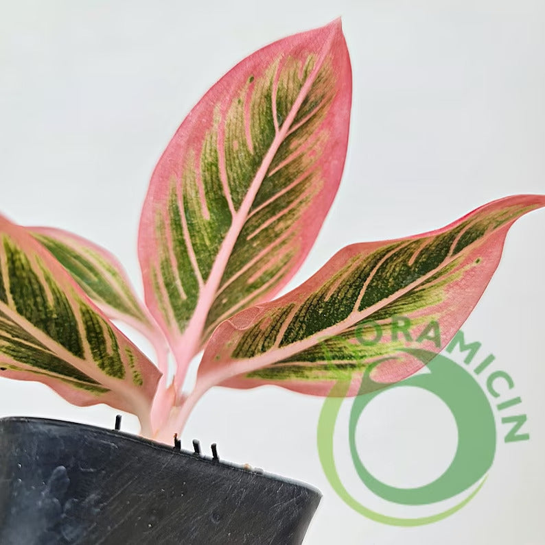 Aglaonema Lotus Delight Rare Tropical Plants ORAMICIN