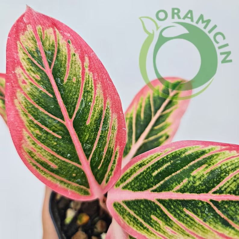 Aglaonema Lotus Delight Rare Tropical Plants ORAMICIN