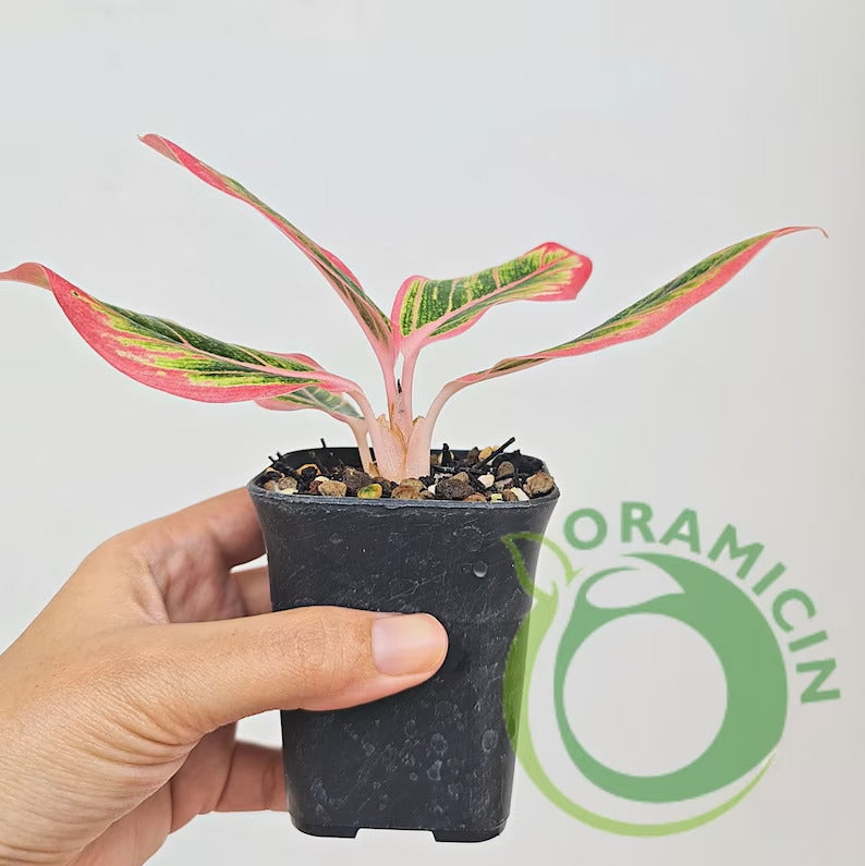 Aglaonema Lotus Delight Rare Tropical Plants ORAMICIN