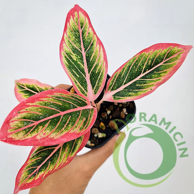 Aglaonema Lotus Delight Rare Tropical Plants ORAMICIN
