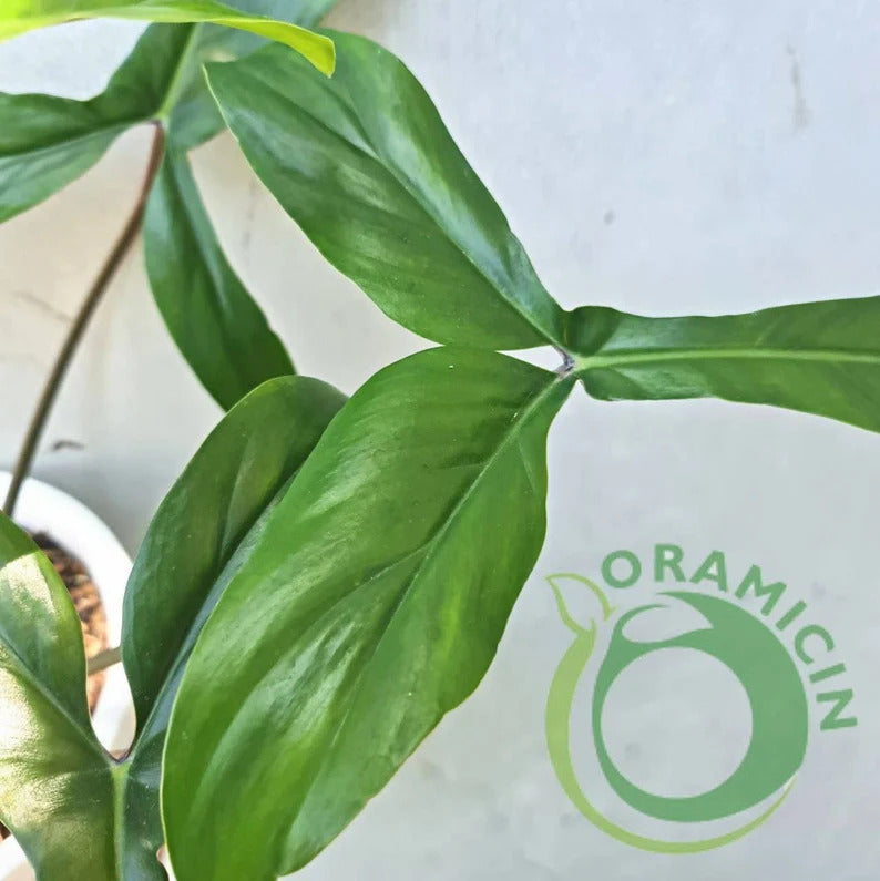 Philodendron Code 69686 Tropical Plants ORAMICIN – oramicin