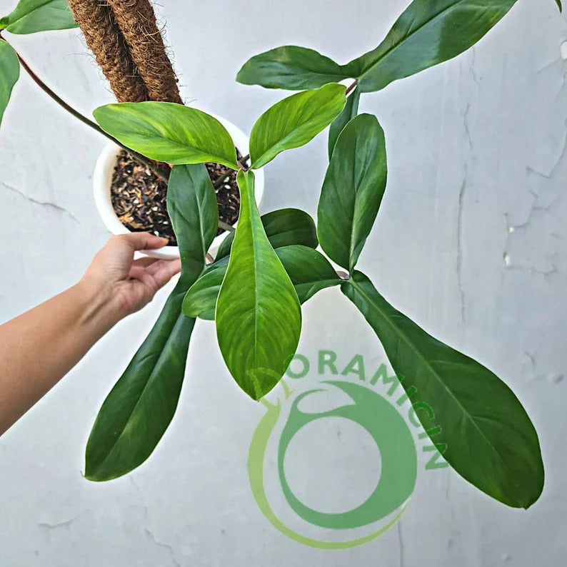 Philodendron Code 69686 Tropical Plants ORAMICIN – oramicin