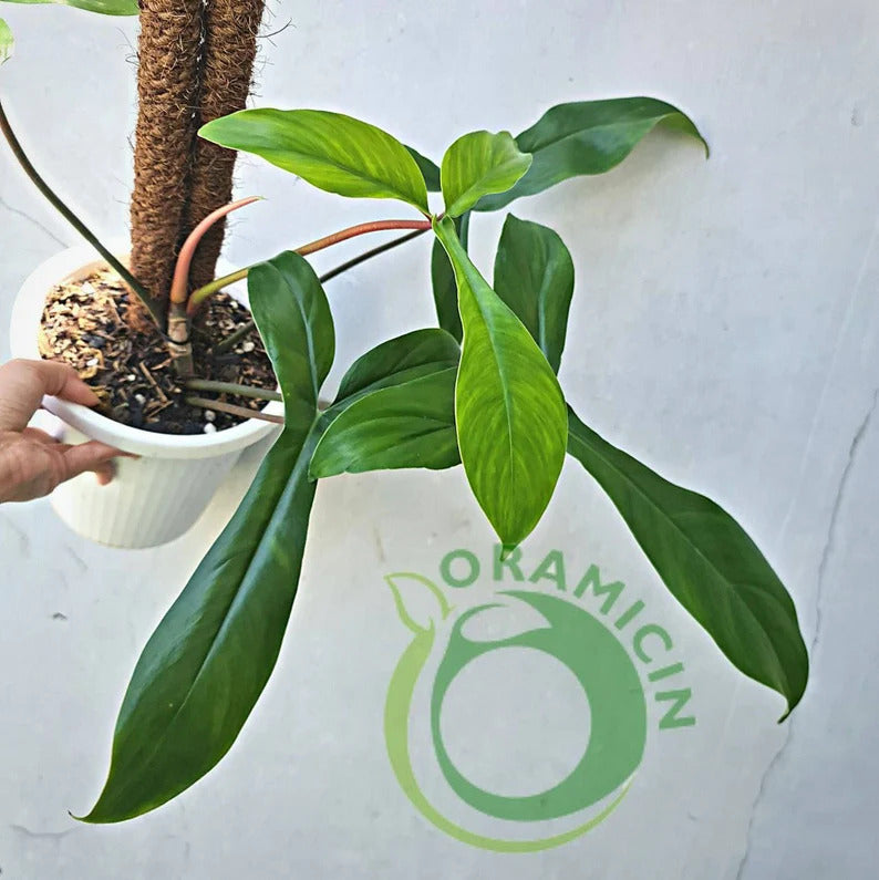 Philodendron Code 69686 Tropical Plants ORAMICIN – oramicin