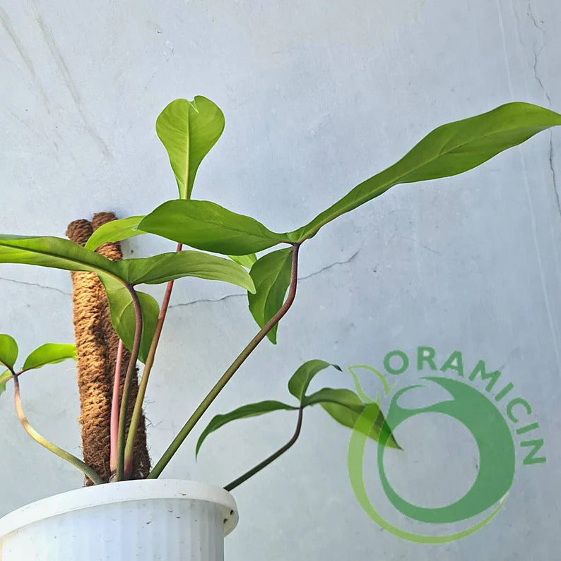 Philodendron Code 69686 Tropical Plants ORAMICIN – oramicin