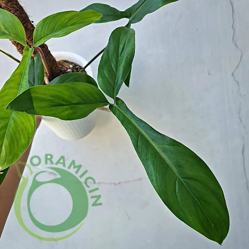 Philodendron Code 69686 Tropical Plants ORAMICIN – oramicin