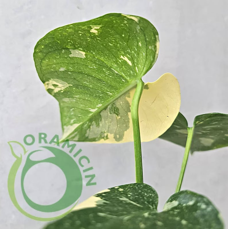 Monstera Thai Constellation SMALL ORAMICIN