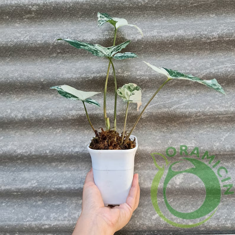 Syngonium Albo 잡색 흰색 잡색 열대 식물 ORAMICIN