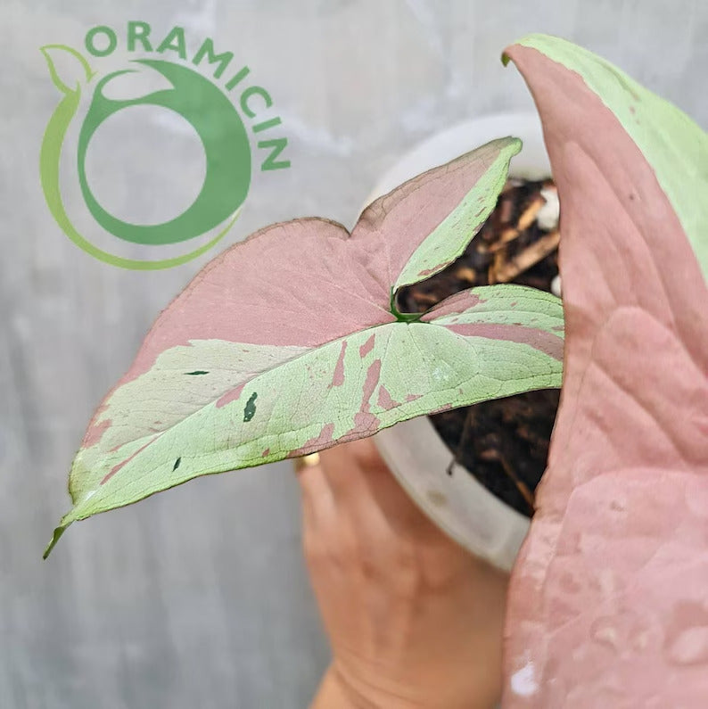 Syngonium Pink Salmon Variegated Tropical Plants ORAMICIN