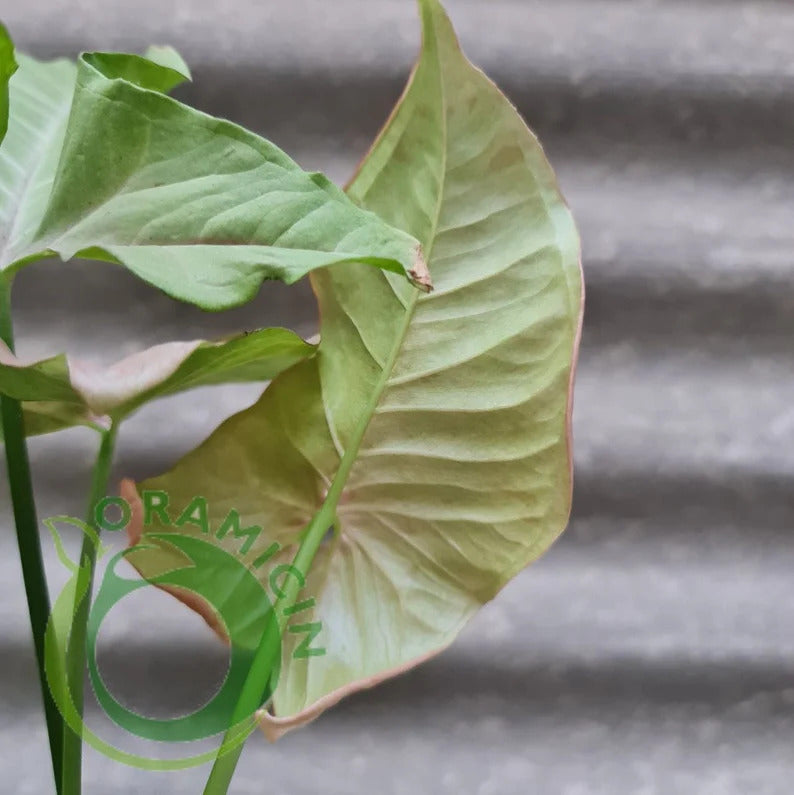 Syngonium Pink Spot variegated tropical plants ORAMICIN