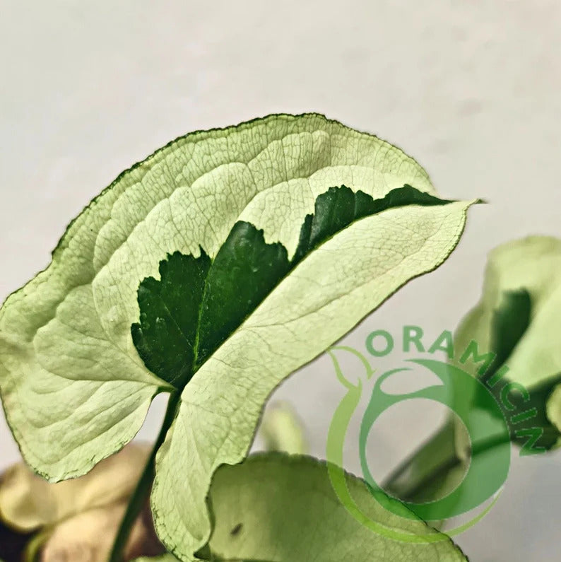 Syngonium Green Beauty Tropical Plants ORAMICIN