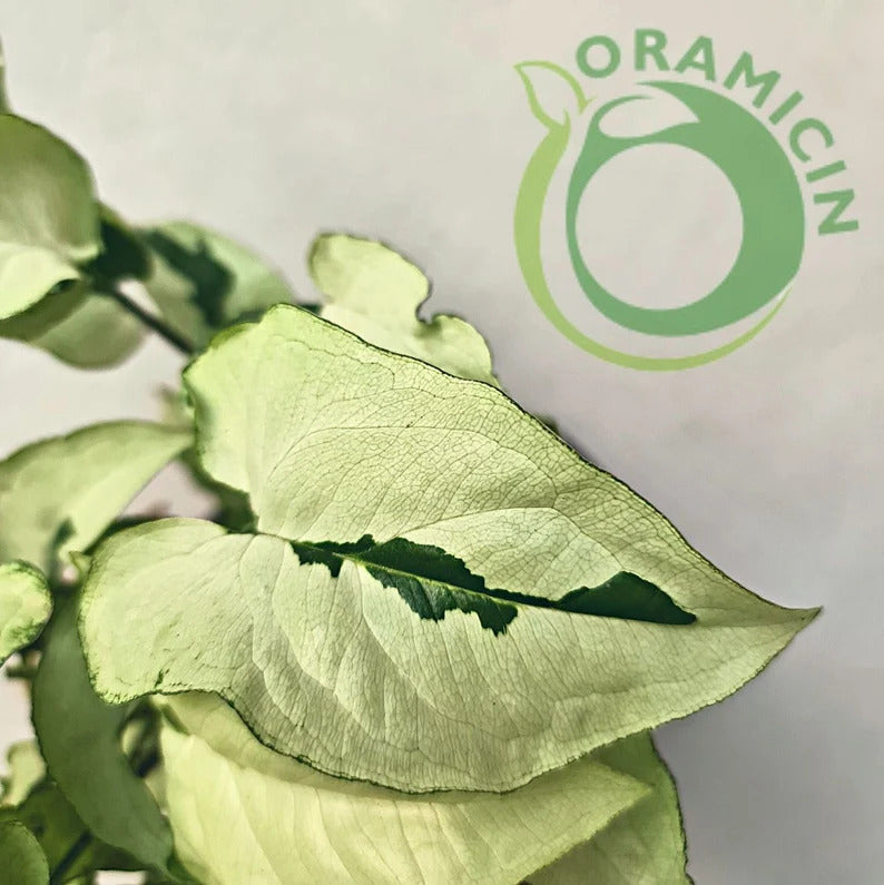 Syngonium Green Beauty Tropical Plants ORAMICIN