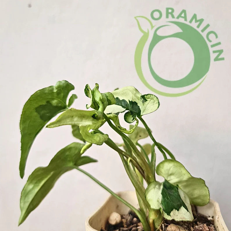 Syngonium Green Beauty Tropical Plants ORAMICIN