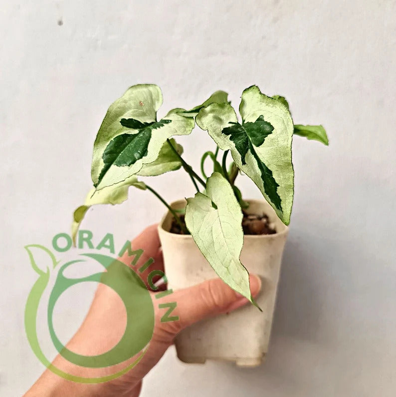Syngonium Green Beauty Tropical Plants ORAMICIN