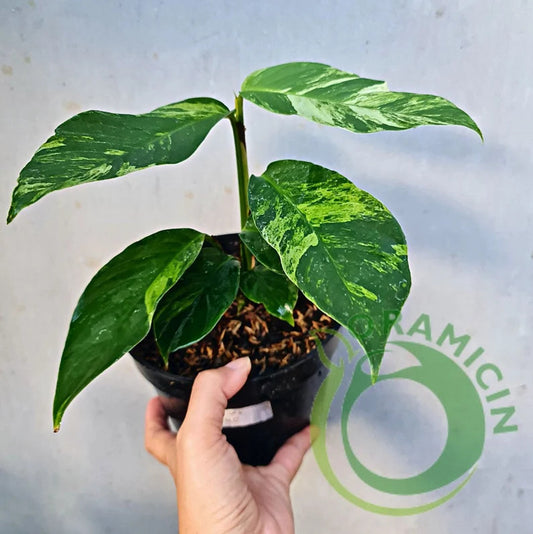 Rhaphidophora Foraminifera Variegated Tropical Plants ORAMICIN