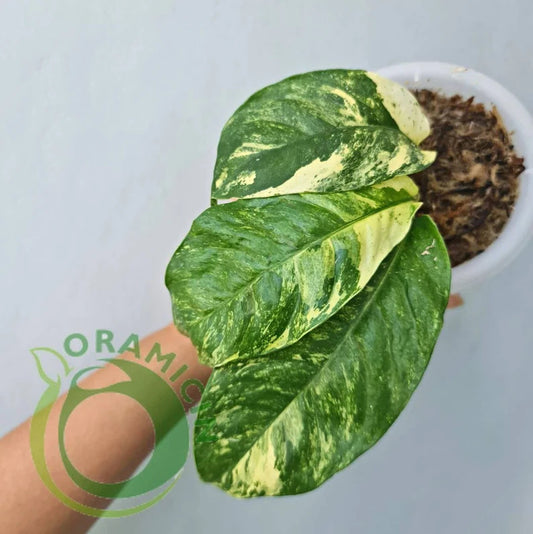 Rhaphidophora Puberula Variegated Tropical Plants ORAMICIN