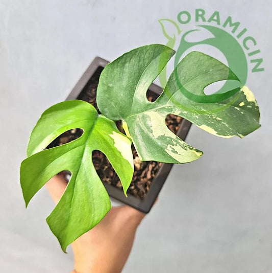 Rhaphidophora Tetrasperma Variegated Tropical Plants ORAMICIN