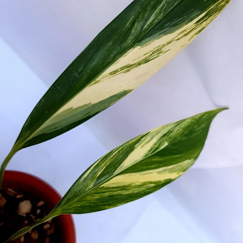 Epipremnum Amplissimum Variegated Tropical Plants ORAMICIN