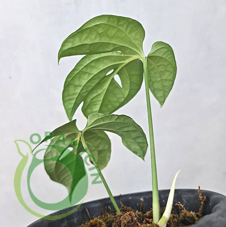 philodendron amydrium silver Amydrium Medium Silver – oramicin