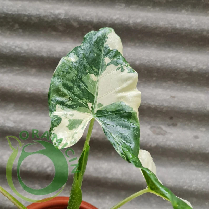 Alocasia macrorrizha 잡색의 열대 식물 ORAMICIN