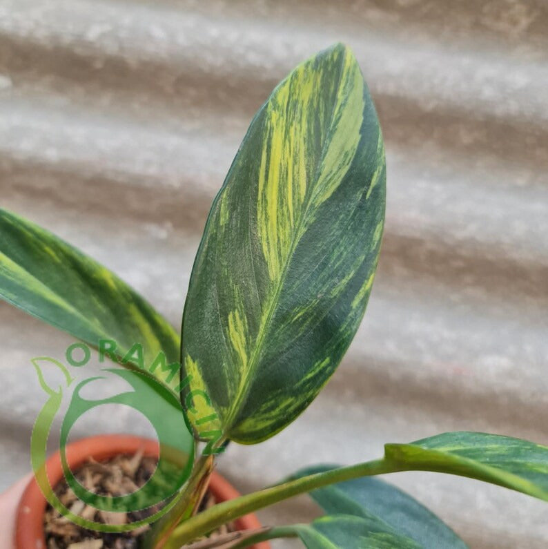 Scindapsus Coriaceus 열대 식물 ORAMICIN