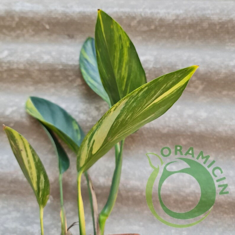 Scindapsus Coriaceus 열대 식물 ORAMICIN