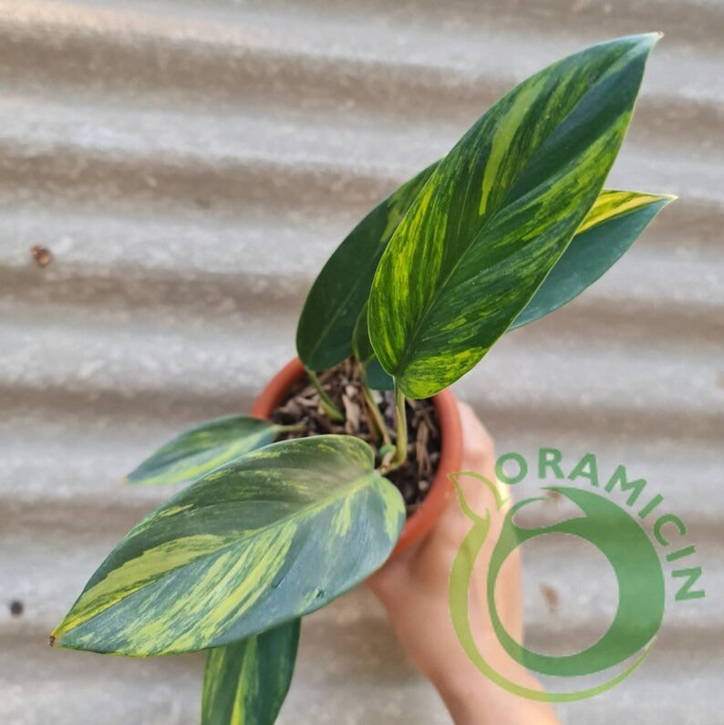 Scindapsus Coriaceus 열대 식물 ORAMICIN