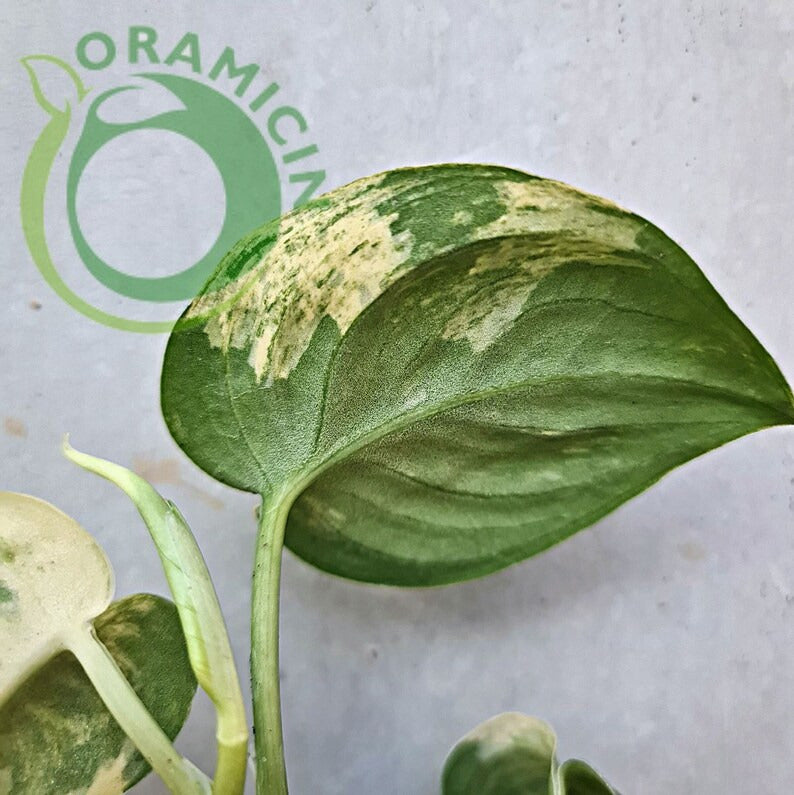 Scindapsus Exotica Mangurai Yellow Variegated Tropical Plants ORAMICIN
