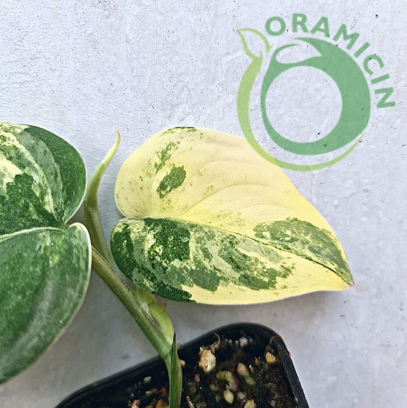 Scindapsus Exotica Mangurai Yellow Variegated Tropical Plants ORAMICIN