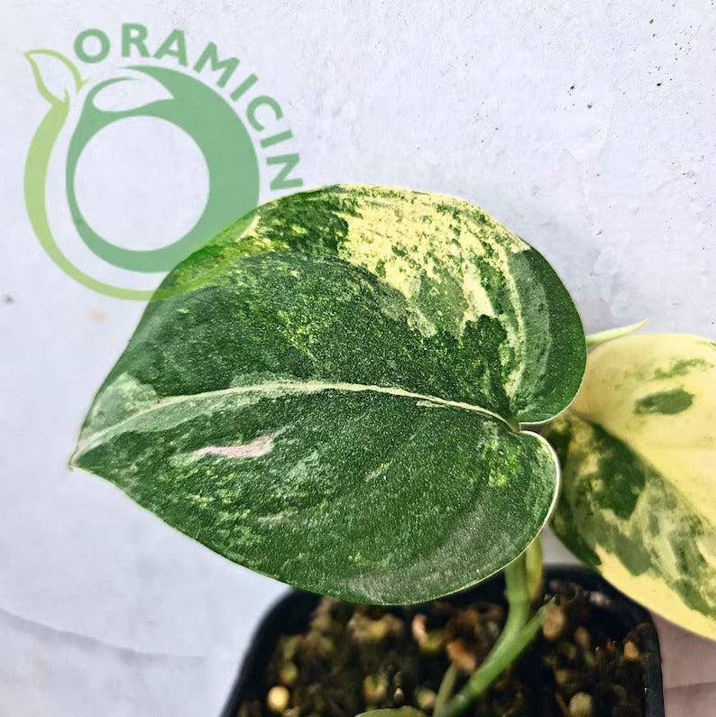 Scindapsus Exotica Mangurai Yellow Variegated Tropical Plants ORAMICIN
