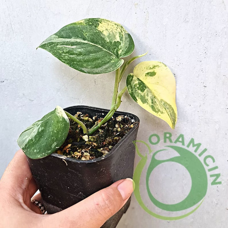 Scindapsus Exotica Mangurai Yellow Variegated Tropical Plants ORAMICIN