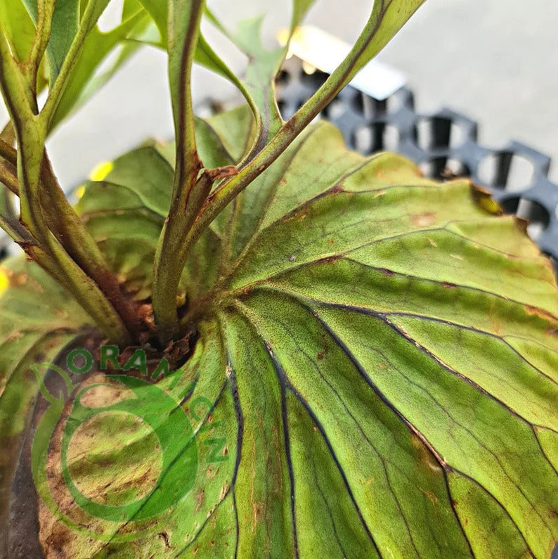 Platycerium Ridleyi Tropical Plants ORAMICIN