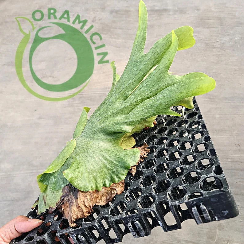 Platycerium Wandae Tropical Plants ORAMICIN