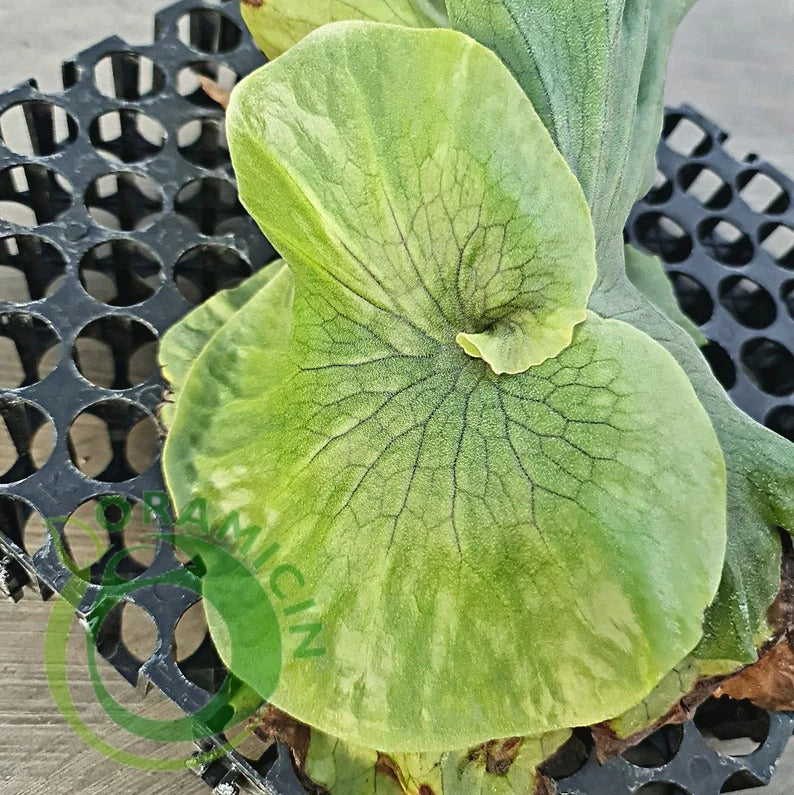 Platycerium Wandae Tropical Plants ORAMICIN